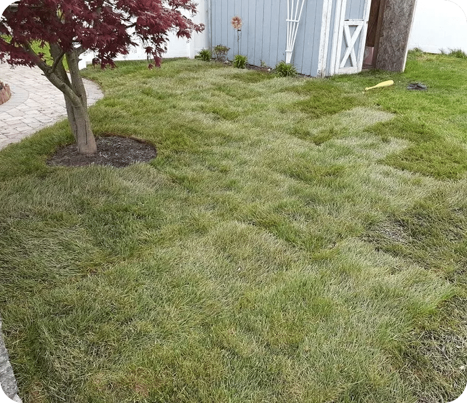 New sod