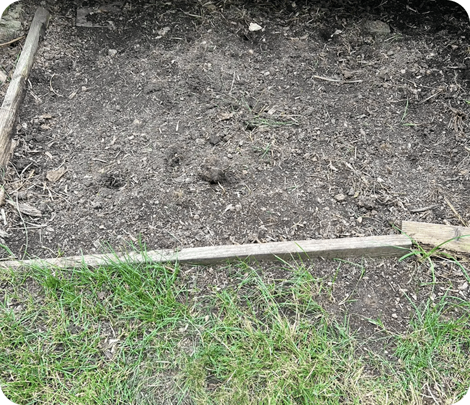 Planting Flowers 